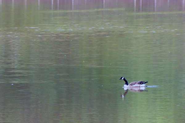duck in Lake Haigler